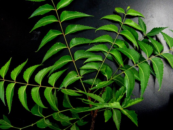 Common Neem remedies