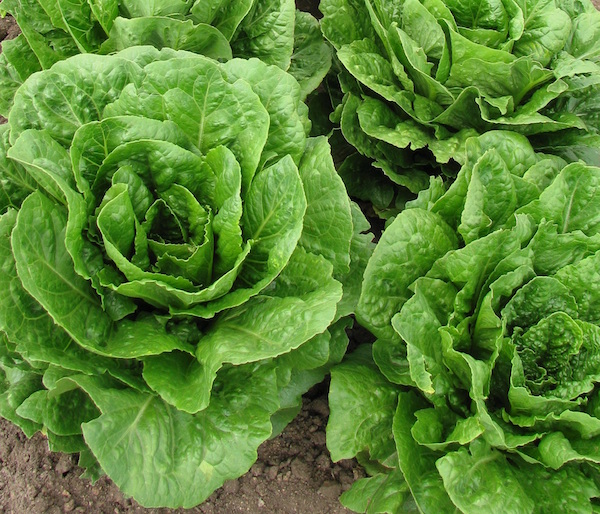 Lettuce helps with weight loss