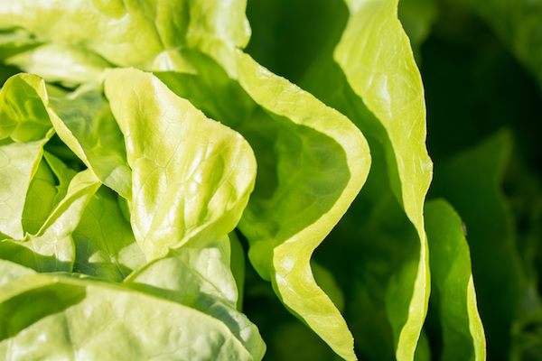 Lettuce protects against eye disorders